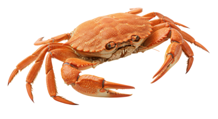 Isolated Crab