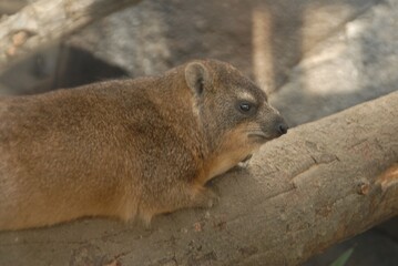 枝に身を預けるイワダヌキ（ハイラックス）の静けさ
