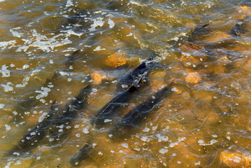 Lake Sturgeon Spawning At The Fox River Dam And Rapids At De Pere, Wisconsin, In Spring