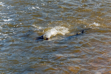 Lake Sturgeon Spawning At The Fox River Dam And Rapids At De Pere, Wisconsin, In Spring