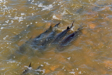 Lake Sturgeon Spawning At The Fox River Dam And Rapids At De Pere, Wisconsin, In Spring