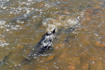 Lake Sturgeon Spawning At The Fox River Dam And Rapids At De Pere, Wisconsin, In Spring