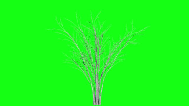 Barberi tree Growing and Windly green background