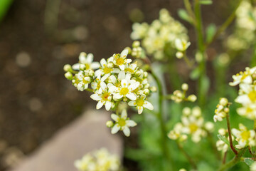 Saxifraga Kotschyi plant in Saint Gallen in Switzerland 9.5.25