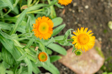 Erigeron Aurantiacus plant in Saint Gallen in Switzerland 9.5.25