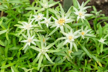Leontopodium Jacotianum plant in Saint Gallen in Switzerland 9.5.25