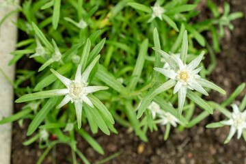 Leontopodium Jacotianum plant in Saint Gallen in Switzerland 9.5.25