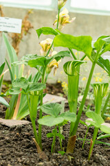 Tian nan xing or Arisaema Amurense plant in Saint Gallen in Switzerland 9.5.25
