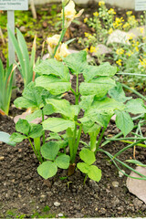 Tian nan xing or Arisaema Amurense plant in Saint Gallen in Switzerland 9.5.25