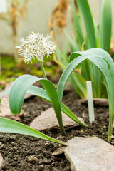 Fototapeta premium Turkistan onion or Allium Karataviense plant in Saint Gallen in Switzerland 9.5.25
