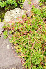 Sempervivella Alba plant in Saint Gallen in Switzerland 9.5.25