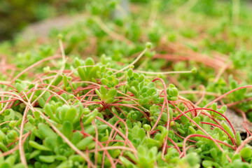 Sempervivella Alba plant in Saint Gallen in Switzerland 9.5.25