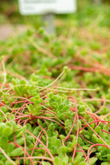 Sempervivella Alba plant in Saint Gallen in Switzerland 9.5.25