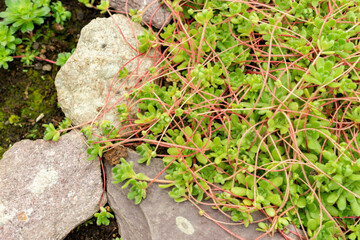 Sempervivella Alba plant in Saint Gallen in Switzerland 9.5.25