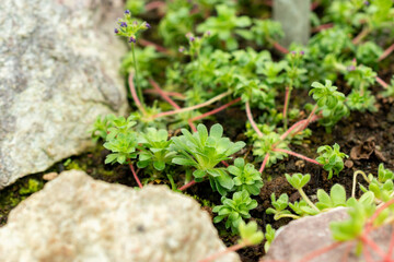 Androsace Sempervivoides plant in Saint Gallen in Switzerland 9.5.25
