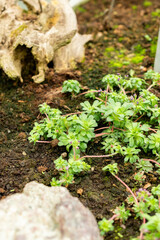 Androsace Sempervivoides plant in Saint Gallen in Switzerland 9.5.25