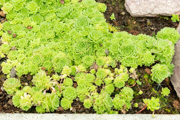 Rosularia Pallida plant in Saint Gallen in Switzerland 9.5.25