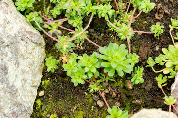 Androsace Sempervivoides plant in Saint Gallen in Switzerland 9.5.25