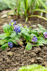 Myosotis Capitata plant in Saint Gallen in Switzerland 9.5.25