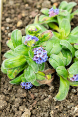 Myosotis Capitata plant in Saint Gallen in Switzerland 9.5.25
