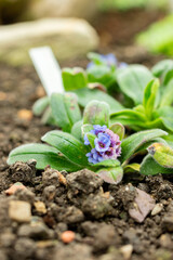 Myosotis Capitata plant in Saint Gallen in Switzerland 9.5.25