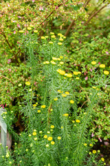 Chrysocoma Coma-Aurea plant in Saint Gallen in Switzerland 9.5.25