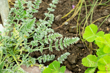 Oreomyrrhis Argentea plant in Saint Gallen in Switzerland 9.5.25