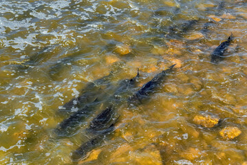 Lake Sturgeon Spawning At The Fox River Dam And Rapids At De Pere, Wisconsin, In Spring