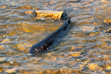 Lake Sturgeon Spawning At The Fox River Dam And Rapids At De Pere, Wisconsin, In Spring