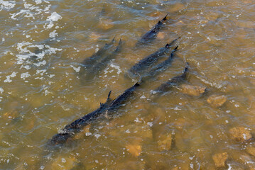 Lake Sturgeon Spawning At The Fox River Dam And Rapids At De Pere, Wisconsin, In Spring