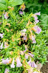 Penstemon Cardwellii plant in Saint Gallen in Switzerland 9.5.25