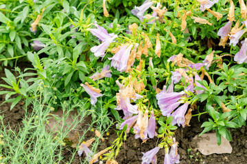 Penstemon Cardwellii plant in Saint Gallen in Switzerland 9.5.25