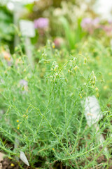 Fumana Leavipes plant in Saint Gallen in Switzerland 9.5.25