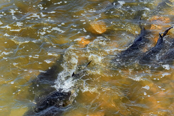 Lake Sturgeon Spawning At The Fox River Dam And Rapids At De Pere, Wisconsin, In Spring