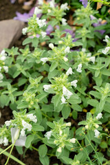 Dracocephalum Renati plant in Saint Gallen in Switzerland 9.5.25