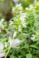 Dracocephalum Renati plant in Saint Gallen in Switzerland 9.5.25