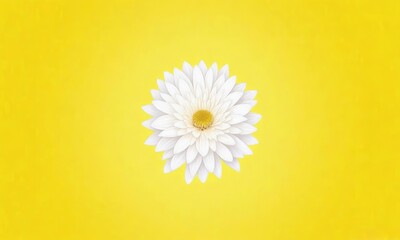 chrysanthemum flower