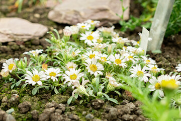 Townsendia Minima plant in Saint Gallen in Switzerland 9.5.25
