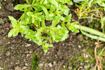Garden pimpernell or Anagallis Monelli plant in Saint Gallen in Switzerland 9.5.25