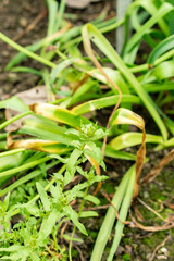 Garden pimpernell or Anagallis Monelli plant in Saint Gallen in Switzerland 9.5.25