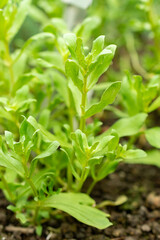 Garden pimpernell or Anagallis Monelli plant in Saint Gallen in Switzerland 9.5.25