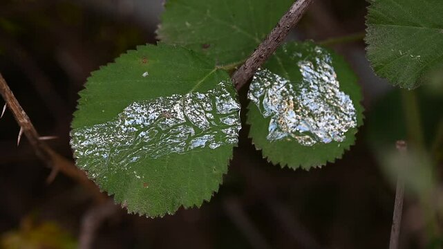 Leaf Miners Damage on Green Leaves