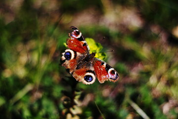 old butterfly in the wind