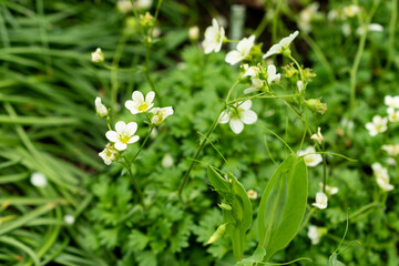 Saxifraga Callosa subsp Catalaunica plant in Saint Gallen in Switzerland 9.5.25