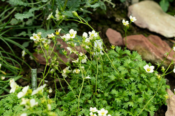 Saxifraga Callosa subsp Catalaunica plant in Saint Gallen in Switzerland 9.5.25