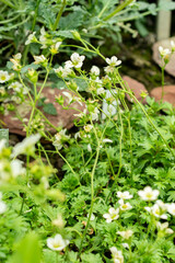 Saxifraga Callosa subsp Catalaunica plant in Saint Gallen in Switzerland 9.5.25