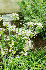 Allium Cassium plant in Saint Gallen in Switzerland 9.5.25