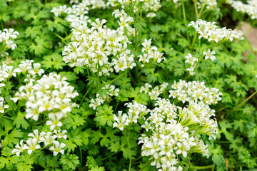 Saxifraga Geranioides plant in Saint Gallen in Switzerland 9.5.25