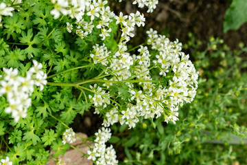 Saxifraga Geranioides plant in Saint Gallen in Switzerland 9.5.25