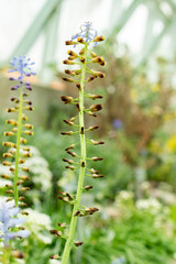 Leopoldia Cycladica plant in Saint Gallen in Switzerland 9.5.25